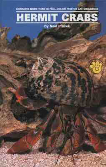 Picture of Hermit Crabs