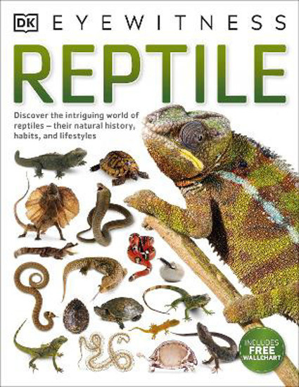 Picture of Reptile