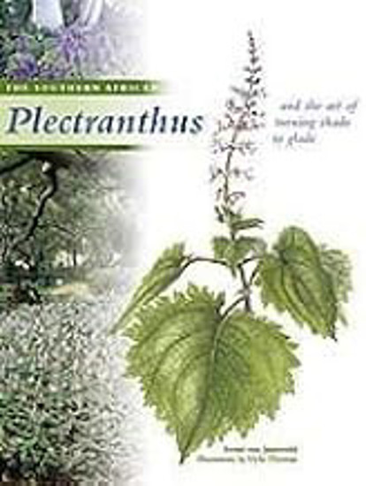 Picture of Plectranthus Hb